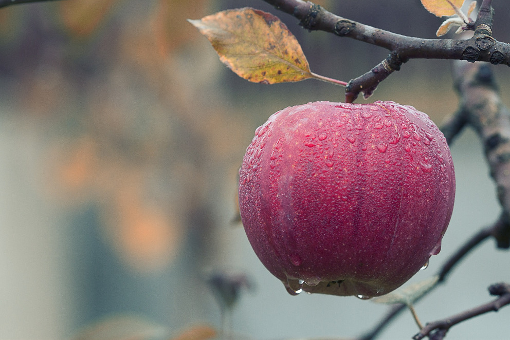 Obstbäume fachgerecht geschnitten