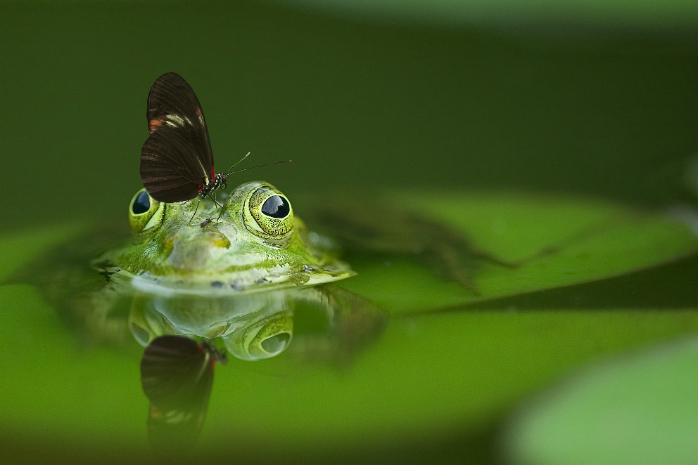 Frosch mit Schmetterling